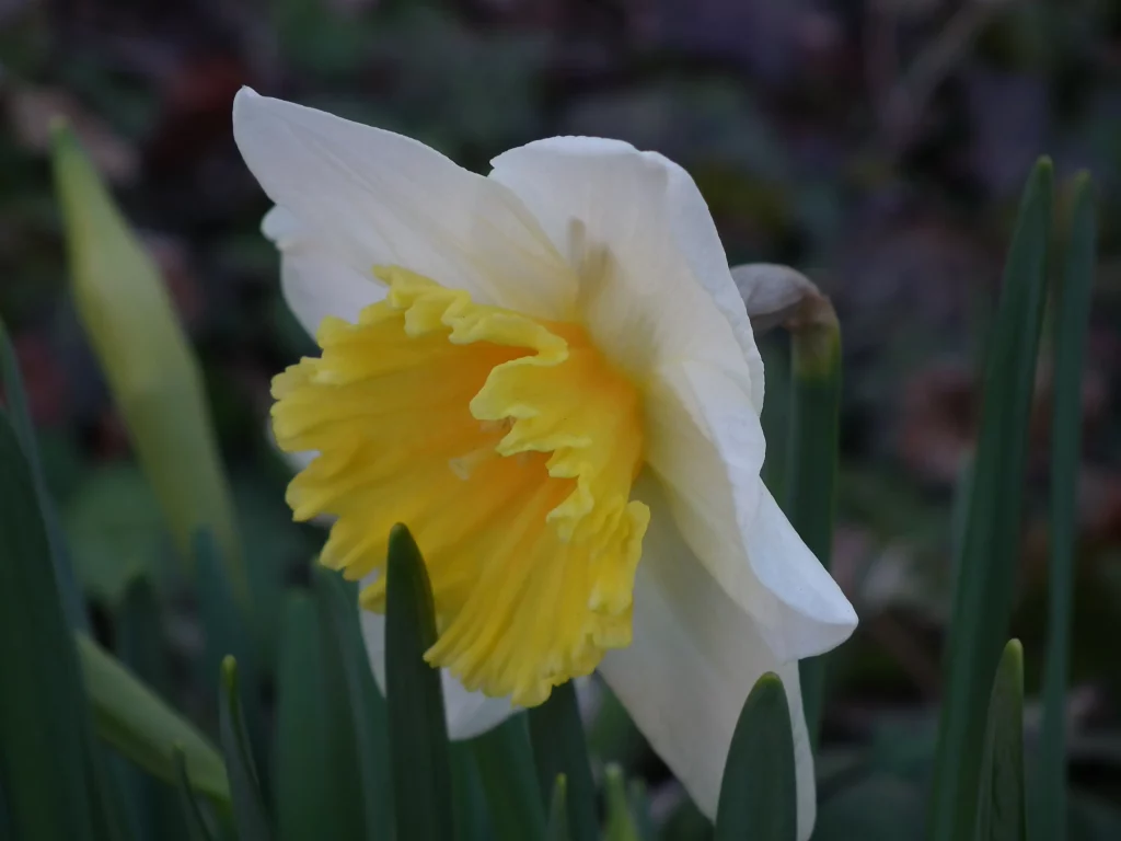 This is also a daffodil