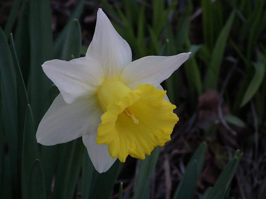 This looks very much like a daffodil