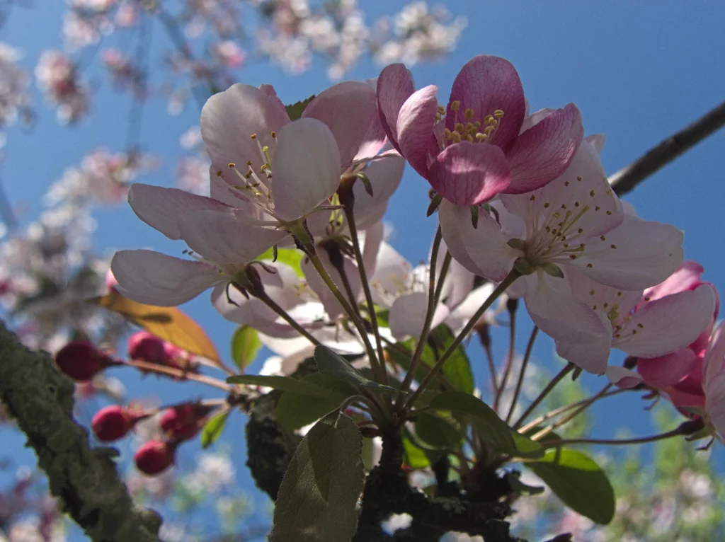 More crabapple blossoms