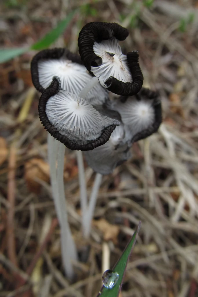Different mushrooms