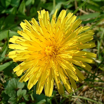 2009-04-26-dandelion-02