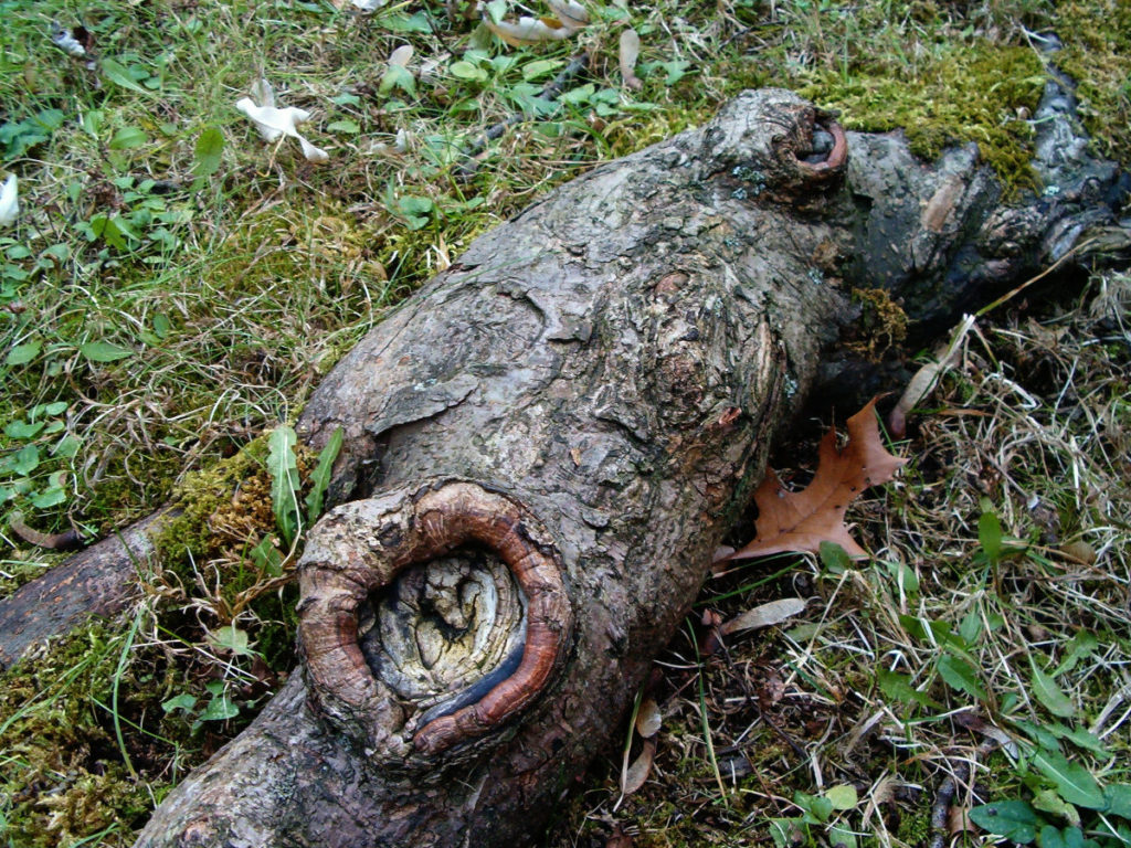Gnarled tree root