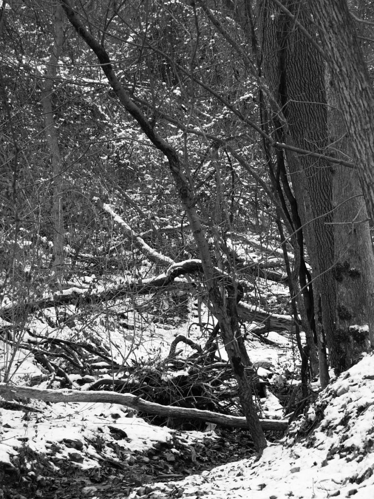 Snowy valley in the woods