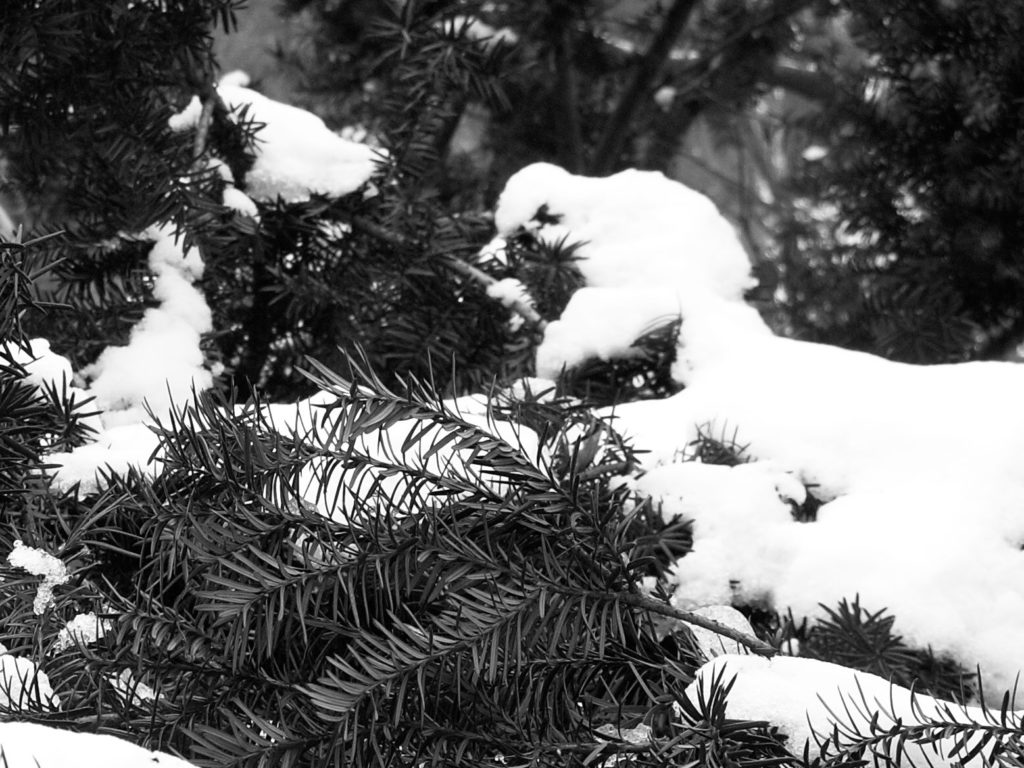 Snow on evergreens