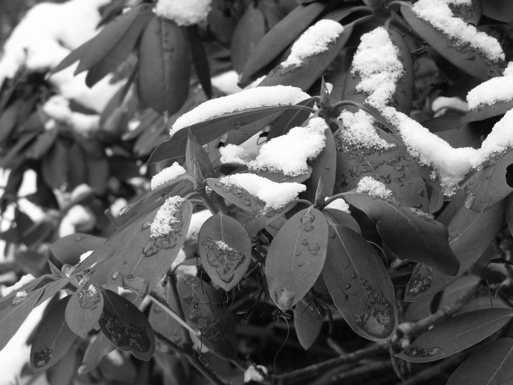 Snow on rhododendrons