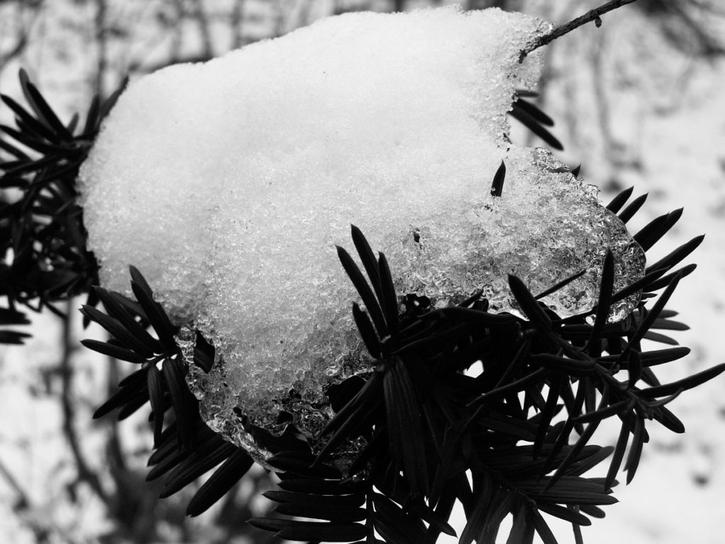 Snow on evergreens