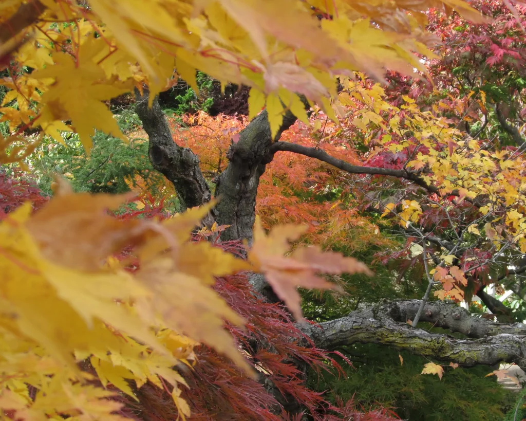 Japanese maples in fall colors