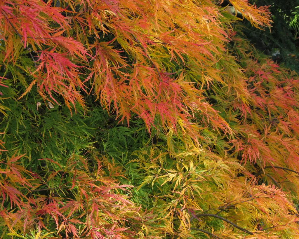 Red, yellow, and green foliage