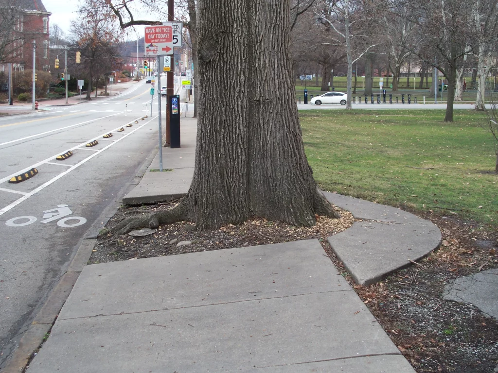 Sidewalk detouring around tree