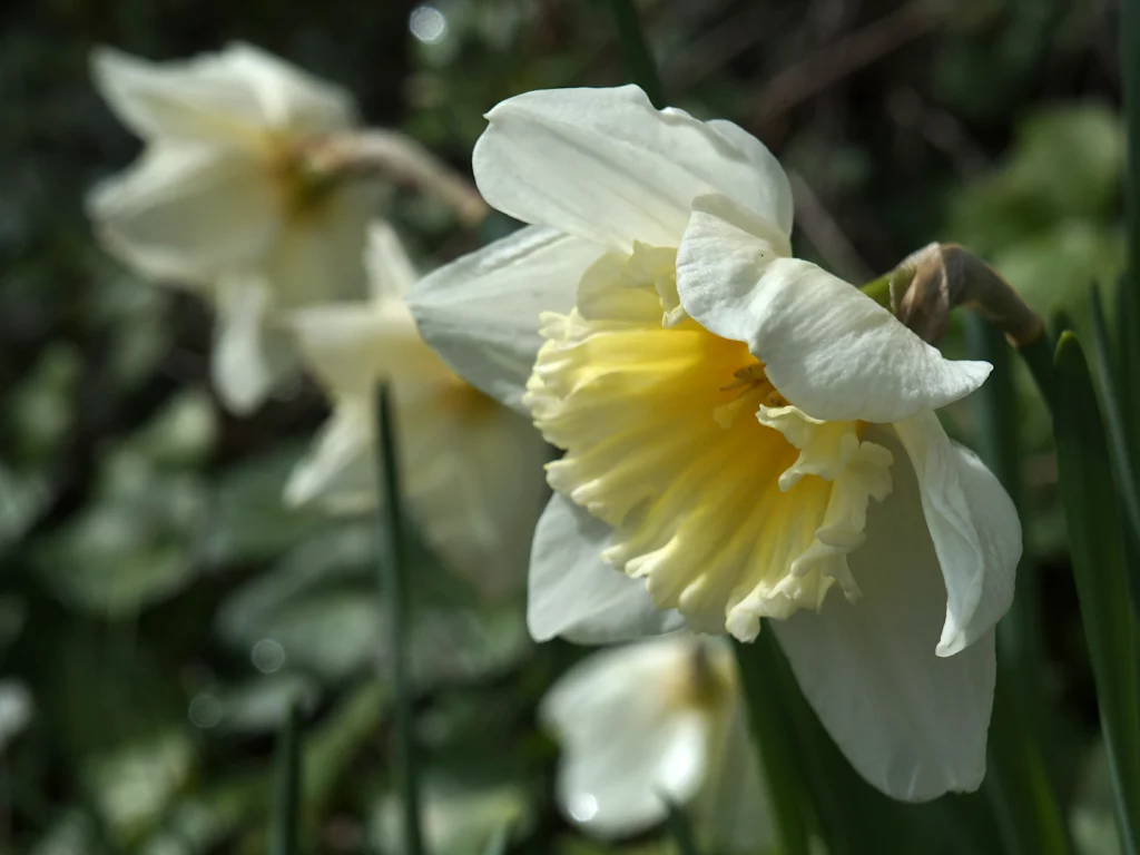 Pale cream with primrose yellow