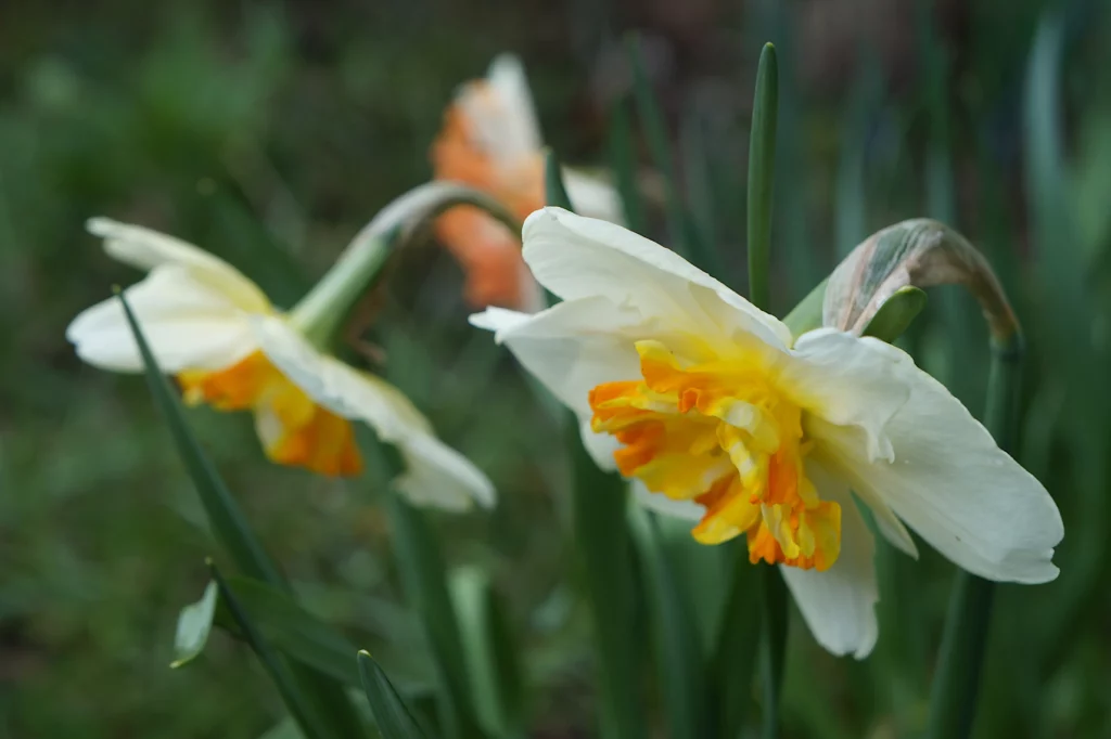 Striped trumpets