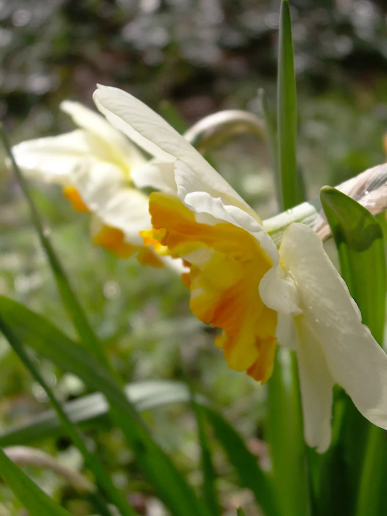 Striped trumpets