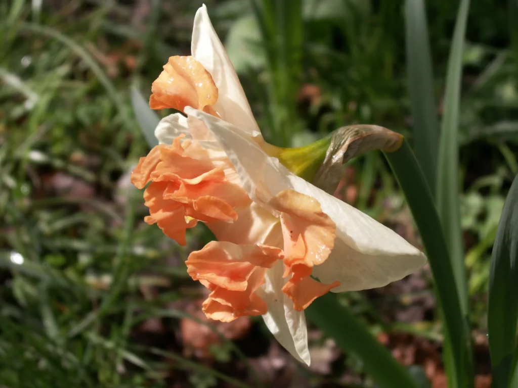 Double with salmon trumpets