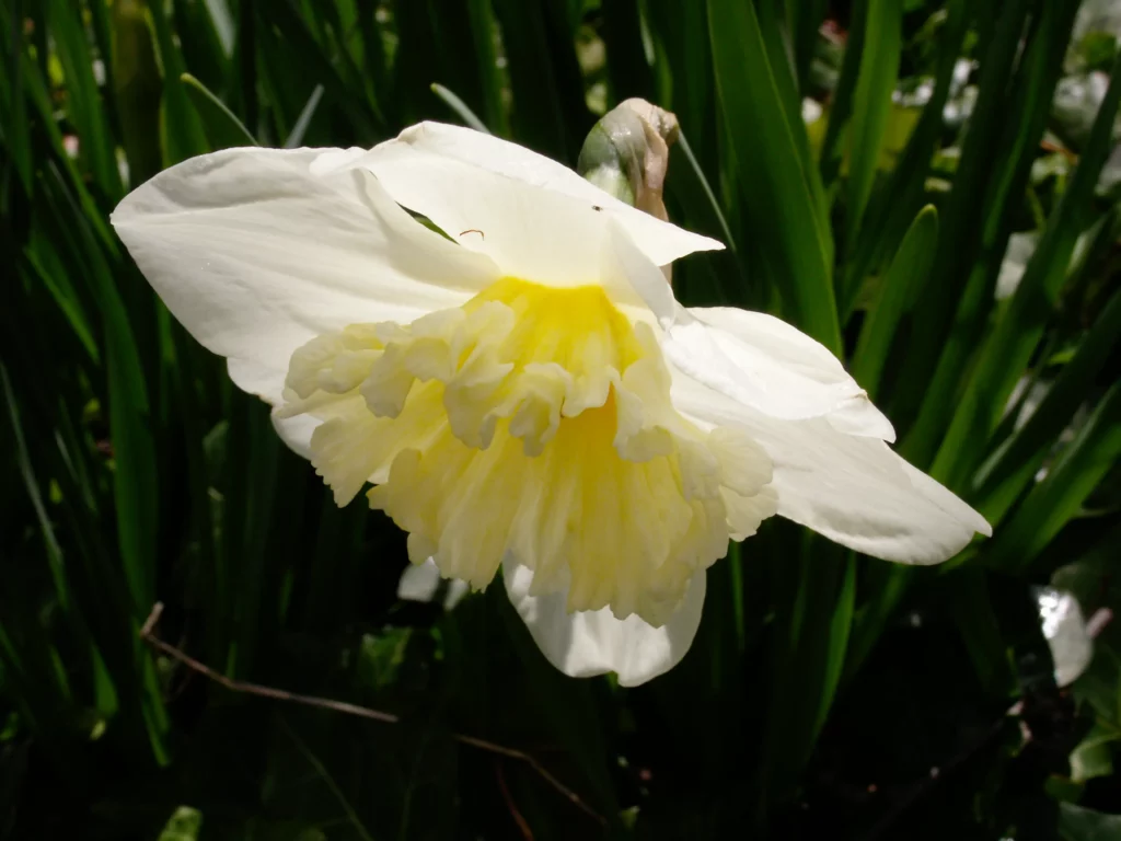 Pale cream with primrose yellow