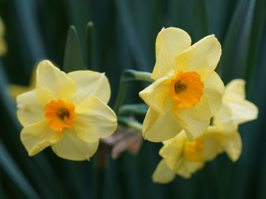 Small yellow daffodils with orange trumpets