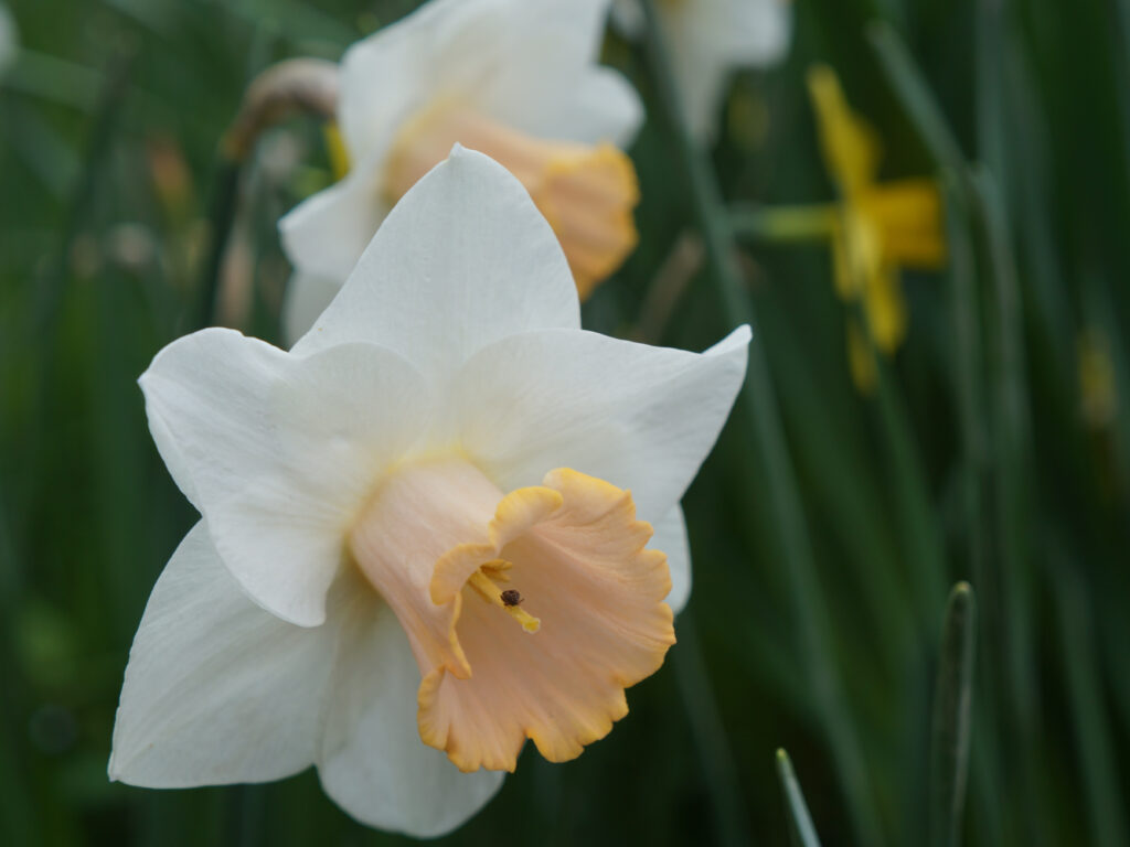 White daffodil with pale pink trumpet