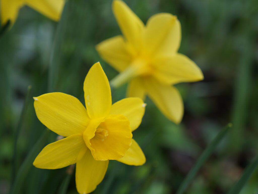 Small yellow daffodils