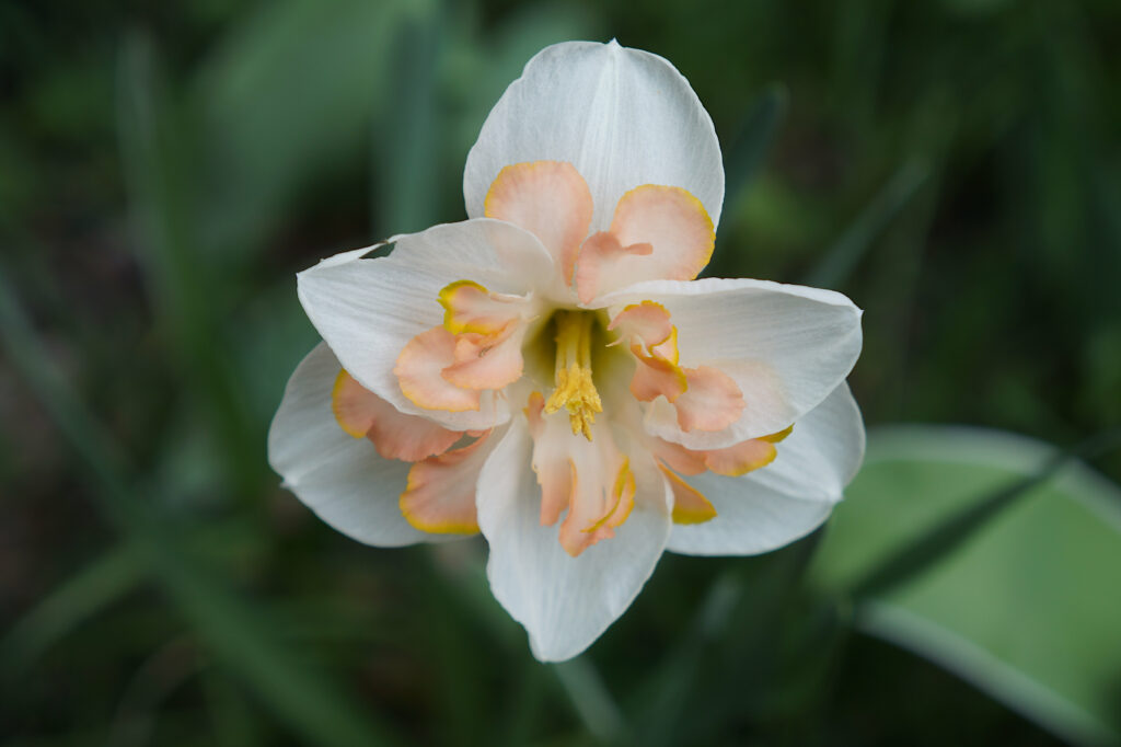 White double daffodil with salmon and yellow trumpets