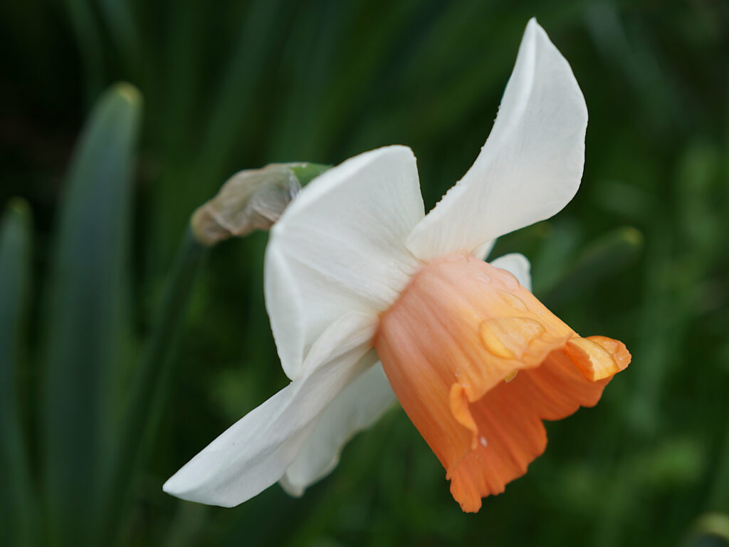 White daffodil with orange trumpet