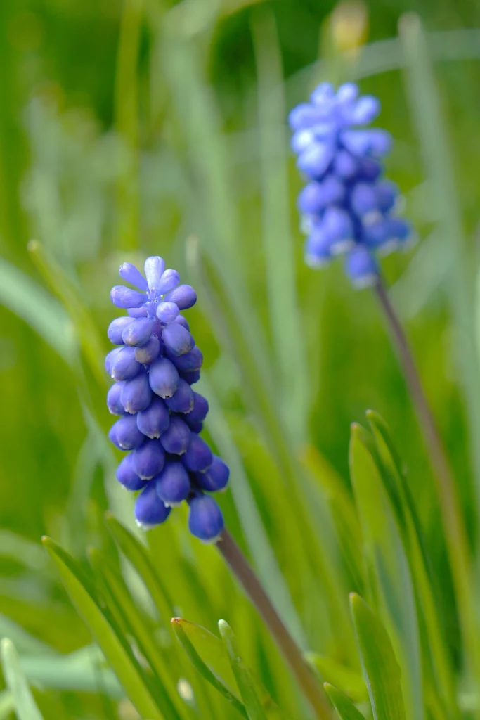 Muscari neglectum