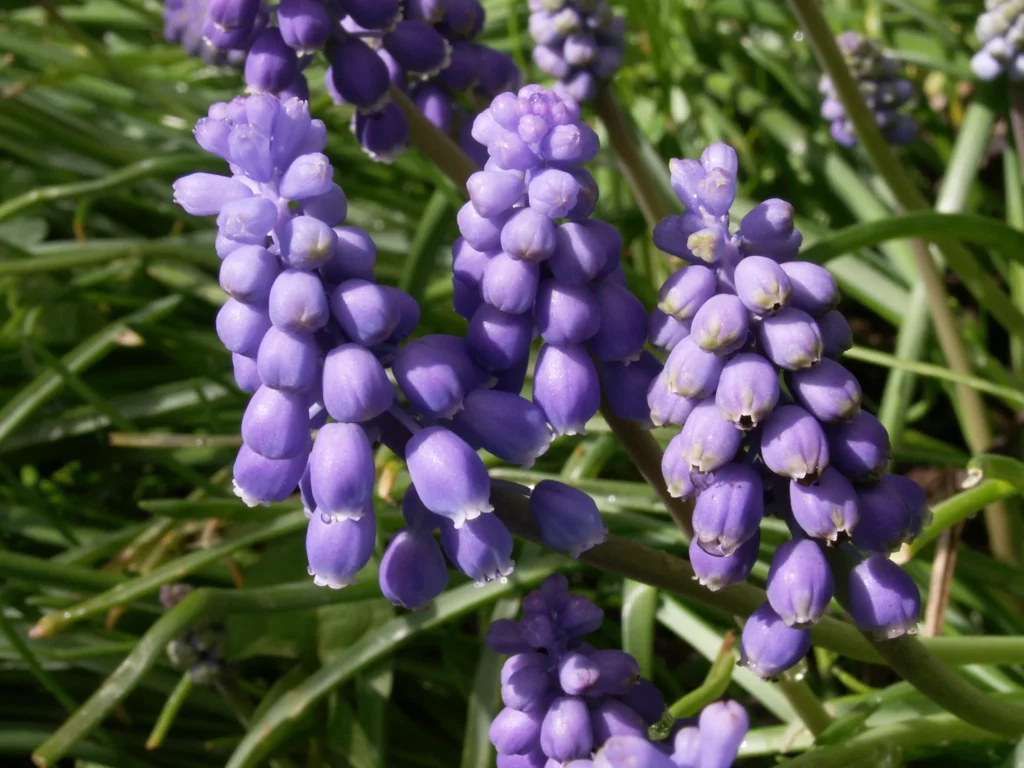 Grape hyacinths