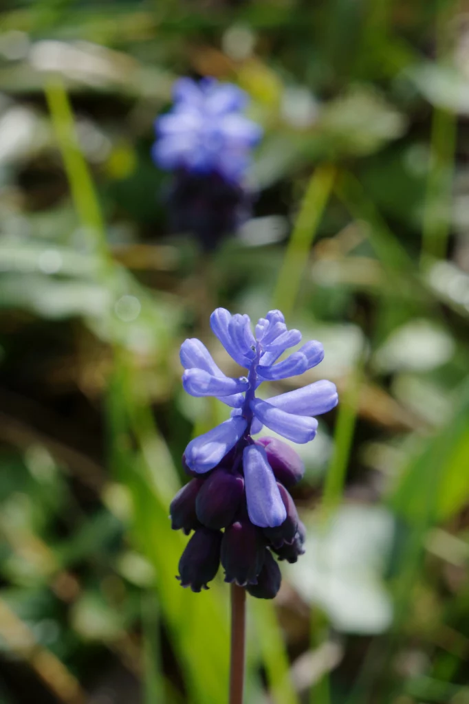 Muscari latifolium