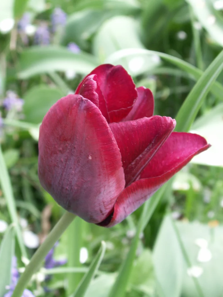 Red velvet tulip