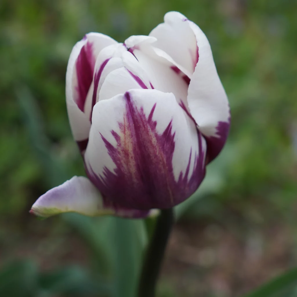 Purple and white tulip
