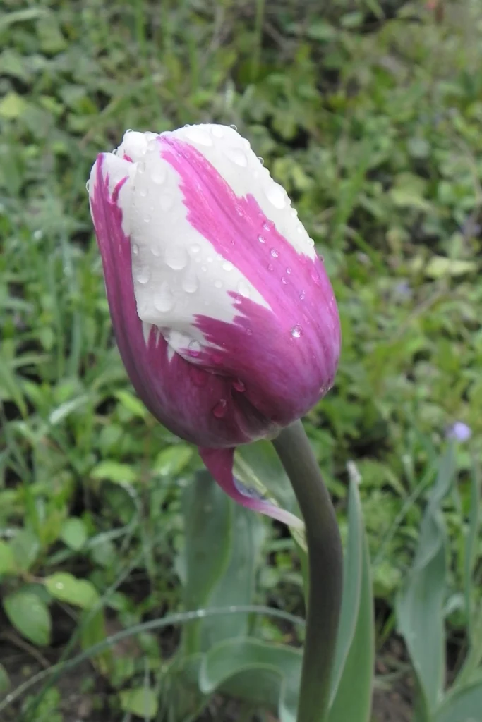 Tulip with raindrops