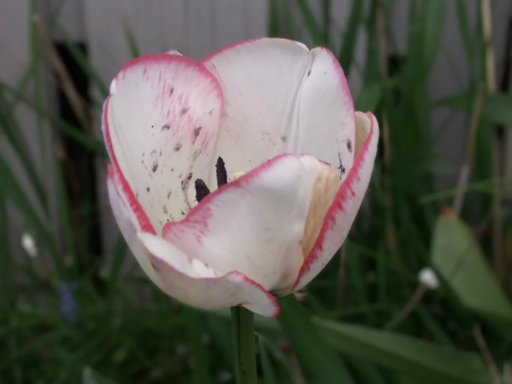White tulip with red edge