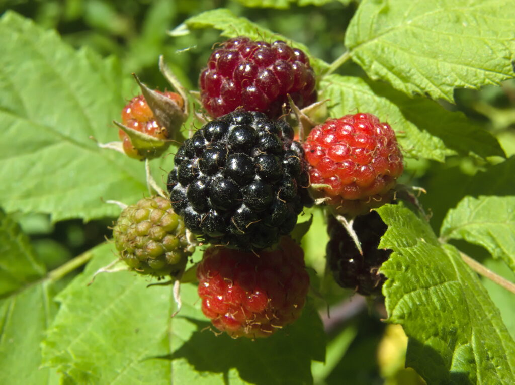 Blackberries beginning to ripen