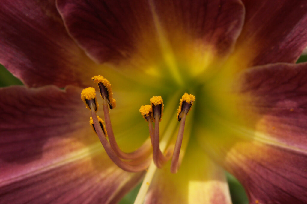 Detail of a daylily flower