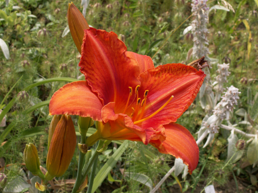 Red-orange daylily