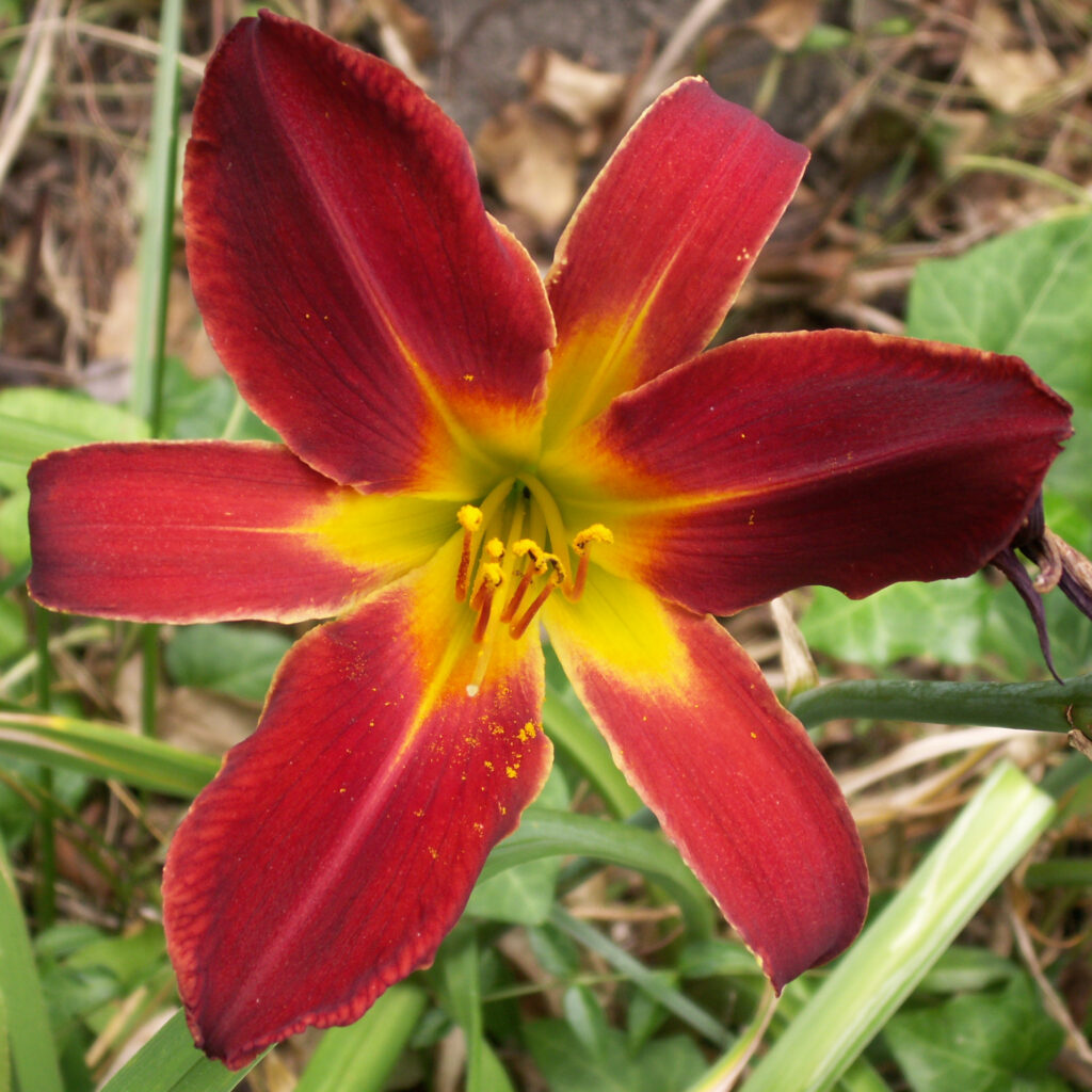 Red and yellow daylily