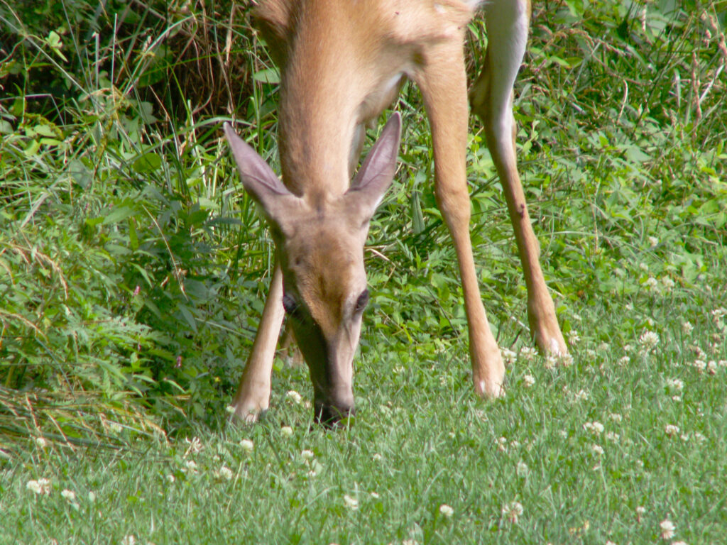 Doe in Bird Park