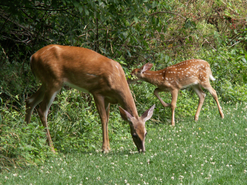 Doe and fawn in Bird Park