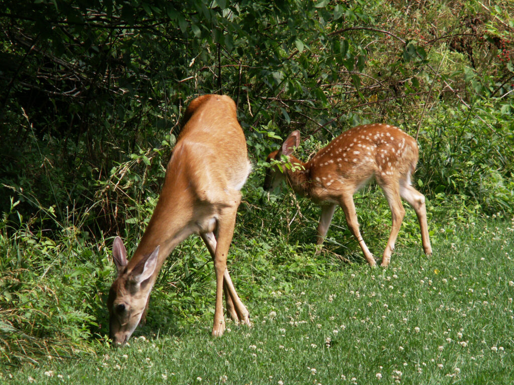 Doe and fawn in Bird Park