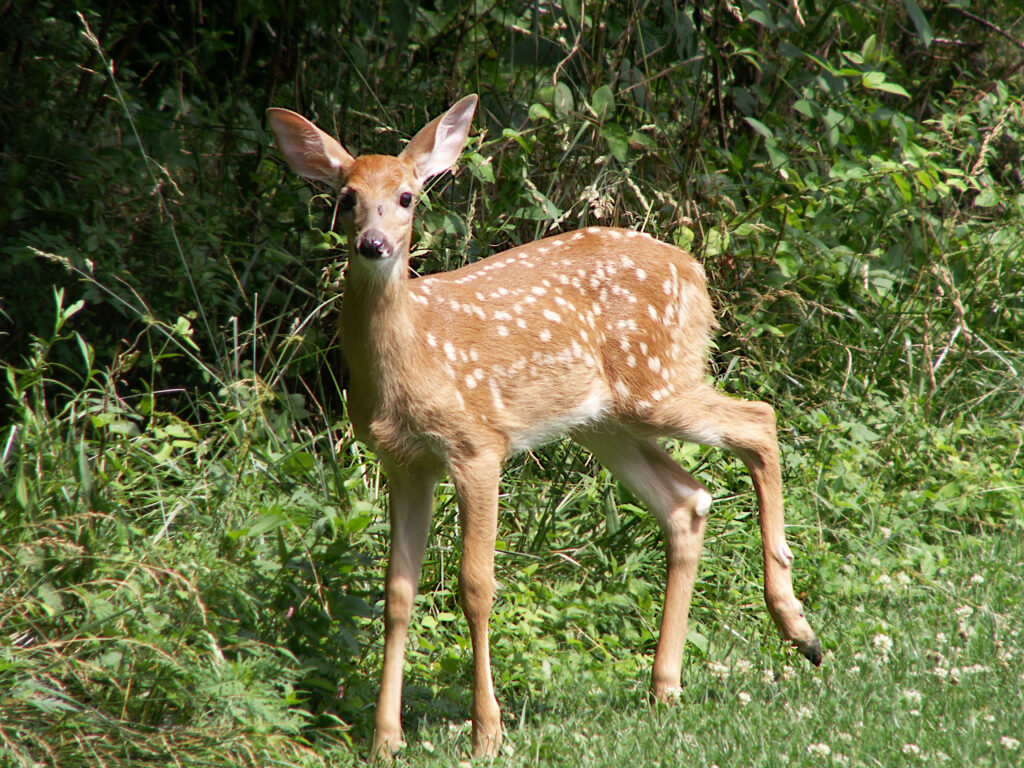 Fawn in Bird Park