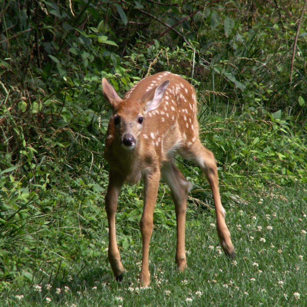 Fawn in Bird Park