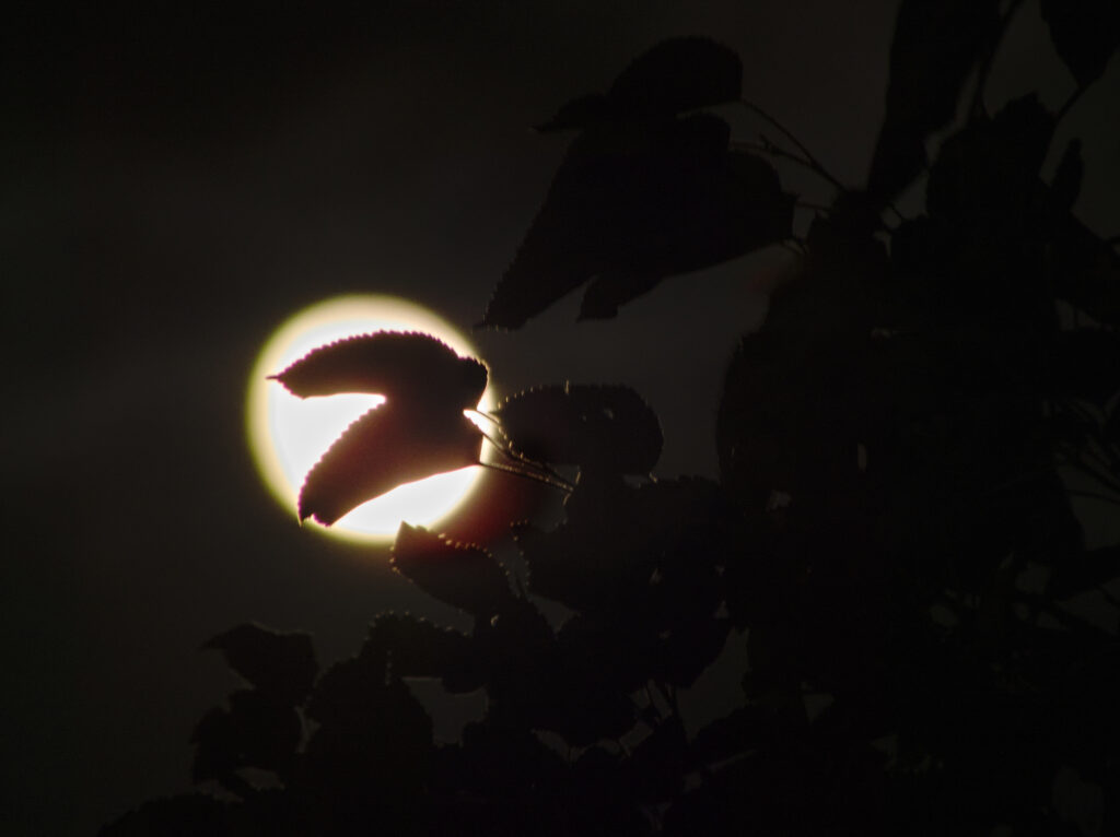 Moon behind leaves