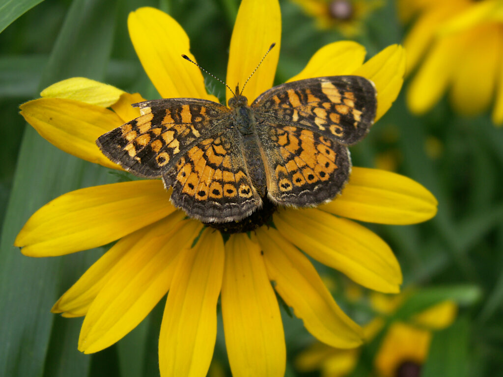 Pearl Crescent on Black-Eyed Susan