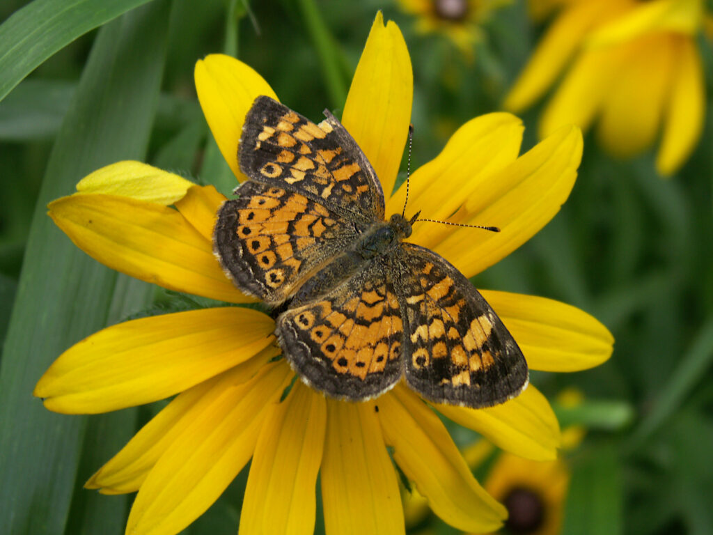 Pearl Crescent on Black-Eyed Susan