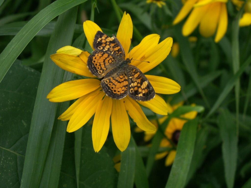 Pearl Crescent on Black-Eyed Susan