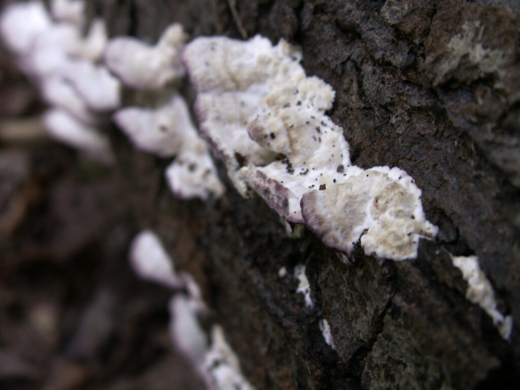 Bracket fungus