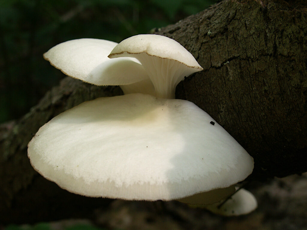 Bracket fungus