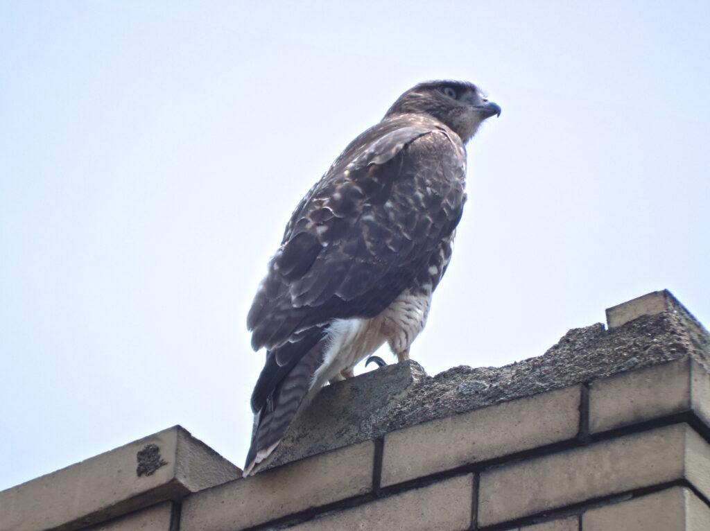 Peregrine falcon