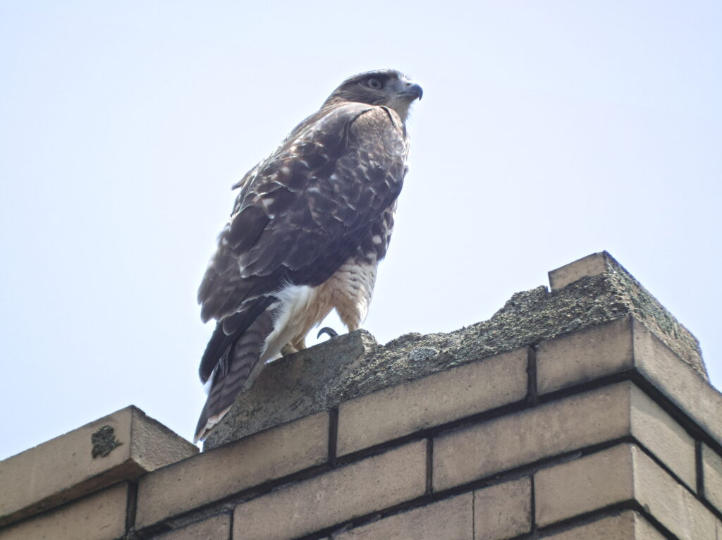 Peregrine falcon