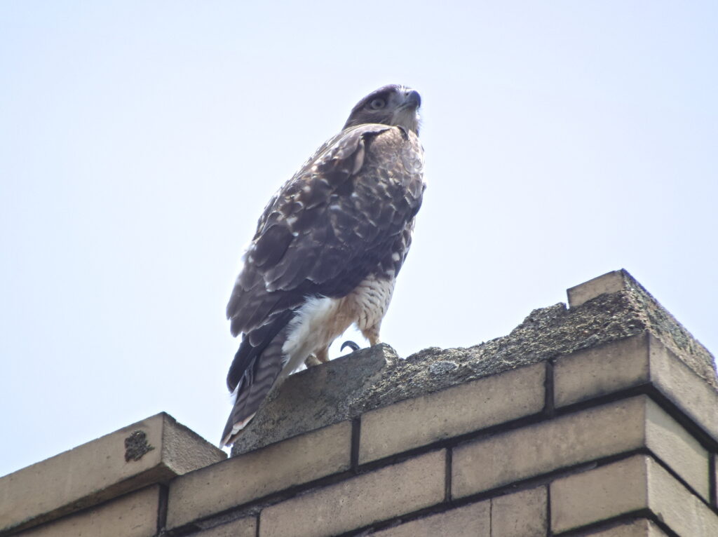 Peregrine falcon