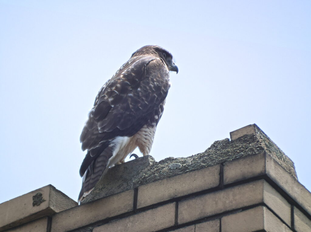 Peregrine falcon