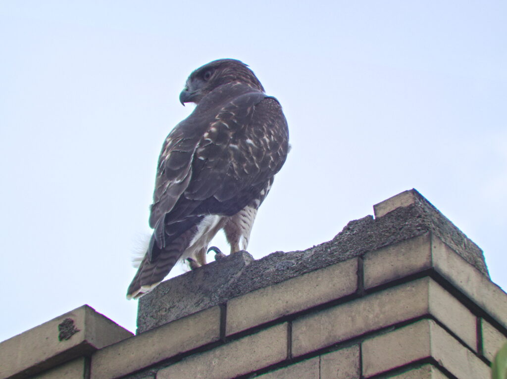 Peregrine falcon